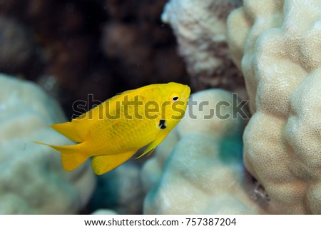 Yellow Coral Fish