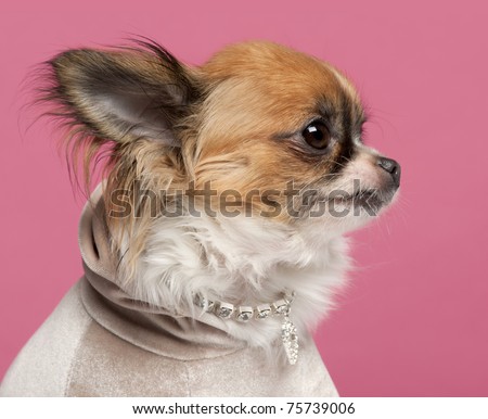 Close-up of Chihuahua, 2 years old, with diamond collar in front of pink background