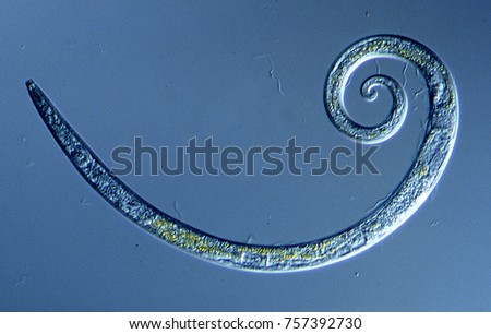 nematode in the water Royalty-Free Stock Photo #757392730