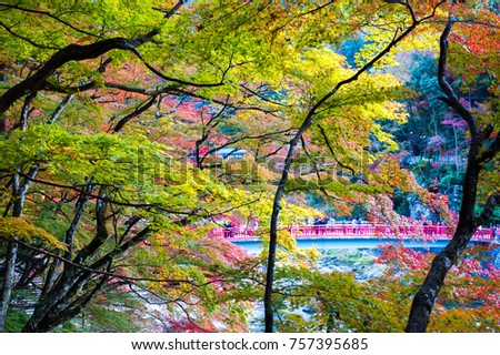 Enjoy beautiful autumn leaves (maple leaves/momiji) at Korankei, Toyota City, Aichi Prefecture, Japan on mid November 2017