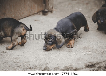 Two dachshund puppies outdoor