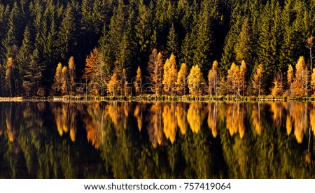 trees reflection in perfect still water of lake saint ana in romania