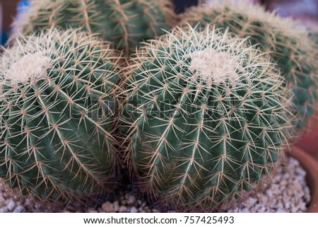 Cactus with sharp thorns.