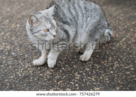 grey cat on the street
