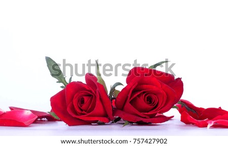 Two red roses represent love with white background