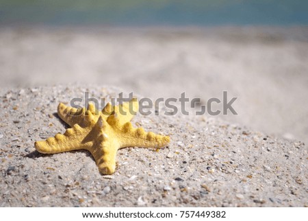 beautiful bright yellow starfish sea inhabitant on yellow sand on a background of blue sea and a white wave blue sky summer vacation summer day heat beach