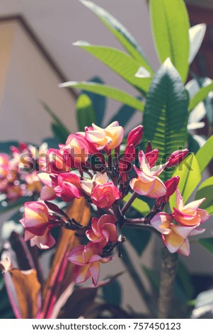 Beautiful picture of frangipani plumeria flowers in the garden of balinese house, Bali island.