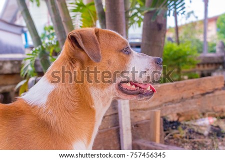 Dog and nature pictures