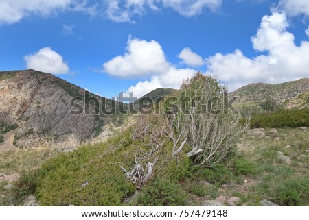 Thickets of treelike archa (Juniperus semiglobasa) cover the slopes of the Ugam Range from an altitude of 2000m. The northern slopes are especially densely covered with juniper forests.