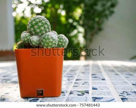 Mammillaria plumosa cactus