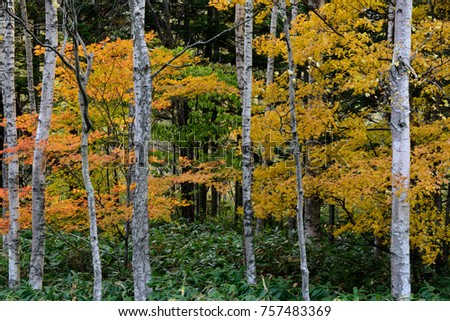 autumn scene of yellow and green leaf and aspen 