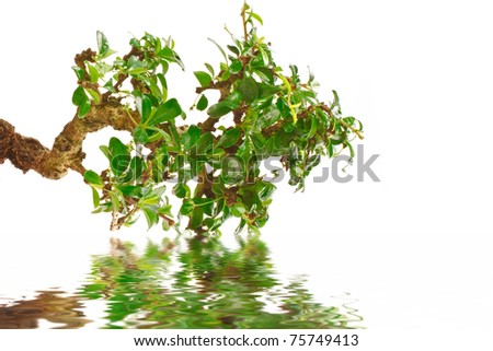 bonsai tree and its reflection in water