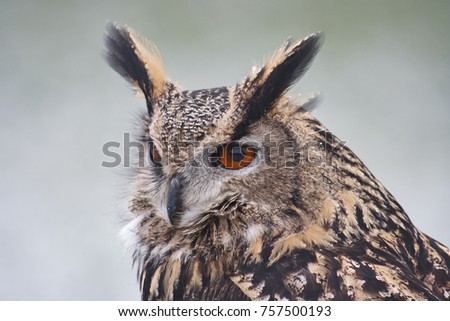 A side view of the head of a captive Eagle Owl,Bubo bubo,with a clean background