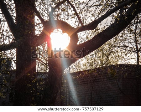 tree heart rays of the sun. Curved tree in the form of a heart in the background of the sun revival of life                     