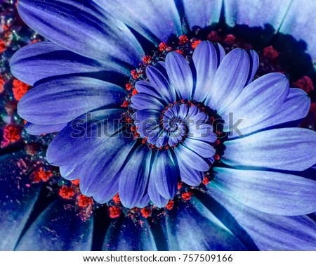 Blue camomile daisy flower spiral abstract fractal effect pattern background. Blue violet navy flower spiral abstract pattern fractal. Incredible flowers pattern round circle spirally background Royalty-Free Stock Photo #757509166
