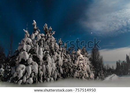 winter frosty dark night in the forest with snowy Christmas trees in white snow with a bright moon full moon in the forest
