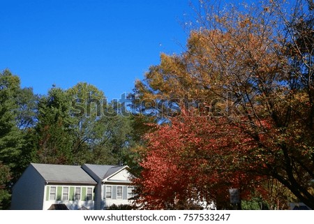 Trees with Autumn Leaves Changing Color Over White Townhouses in a Clear Sunny Afternoon in Burke, Virginia