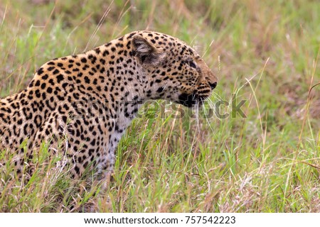 Leopard in Queen Elizabeth National Park