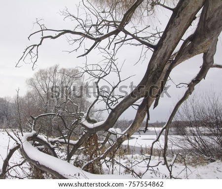 Winter landscape with a fallen trunk of an old willow on the snow-covered bank of a frozen lake