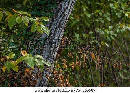 red squirrel on a tree in a forest in autumn