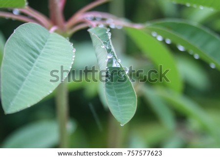 A close-up photograph of leaves covered in fresh raindrops Brisbane, Australia. 