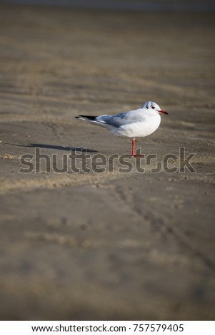 seagull standing at the beach; picture on end