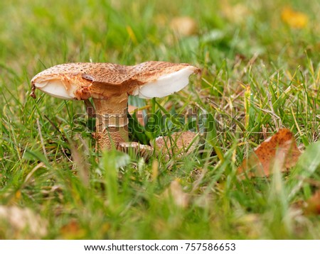 Broken mushroom on a green meadow close up