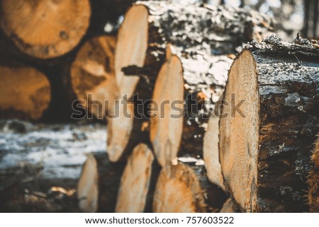logs of trees in the forest after felling. felled tree trunks. Logging. Selective focus on photo