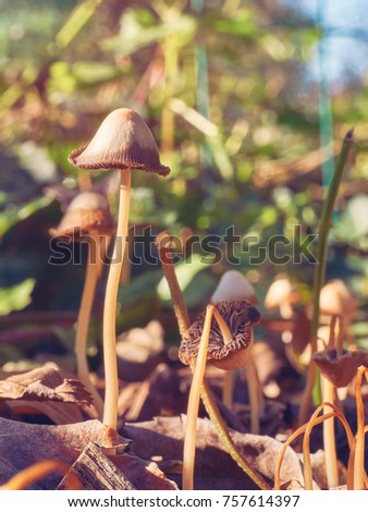 Mushrooms in natural environment. Closeup and macro photography.