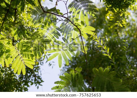 Leaflets on tree with sky background Royalty-Free Stock Photo #757625653