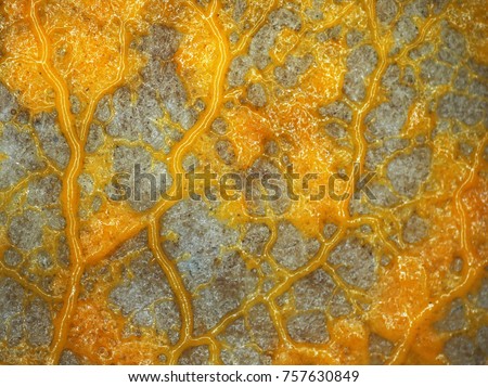 A veiny yellow plasmodium of a Physarum slime mold, or myxomycete, is crawling and moving on a substrate. Slime moulds are special organisms that gather from many microscopic unicellular amoebae Royalty-Free Stock Photo #757630849