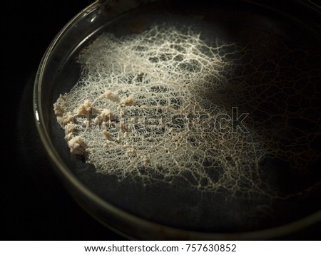 A veiny white plasmodium of a slime mould, or myxomycete, is crawling and spreading on a laboratory Petri dish. Myxomycete is a special organism that gathers from many microscopic unicellular amoebae. Royalty-Free Stock Photo #757630852