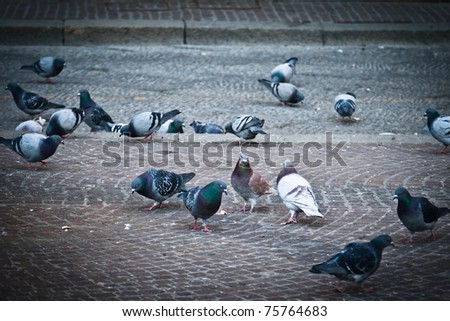 Pigeon on the ground of a plaza, image with vignette effect added in post production