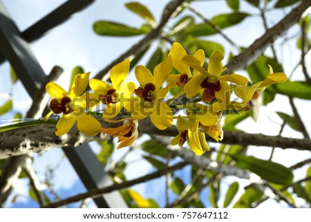    Beautiful yellow orchid in garden                           