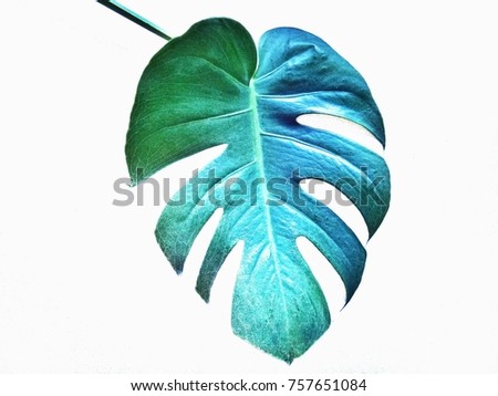 Leaf of monstera plant.  Royalty-Free Stock Photo #757651084