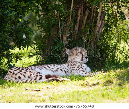 Cheetah laying down in the shade at a zoo.