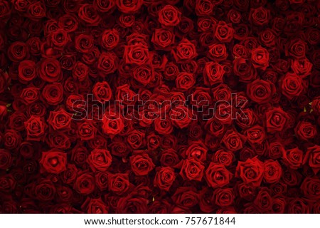 Red rose background. Royalty-Free Stock Photo #757671844