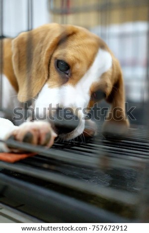 Beagle dogs are in the cage. Royalty-Free Stock Photo #757672912
