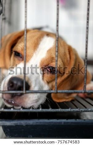 Beagle dogs are in the cage,Sick dog is cherry eye Royalty-Free Stock Photo #757674583
