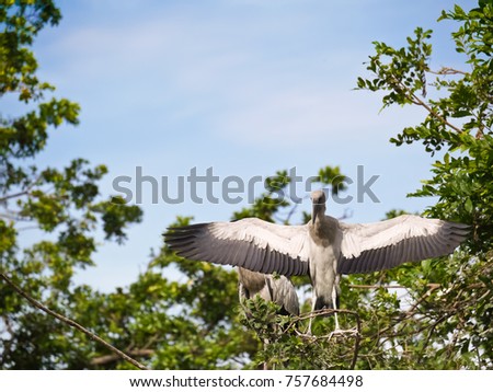 heron bird in the garden Thailand