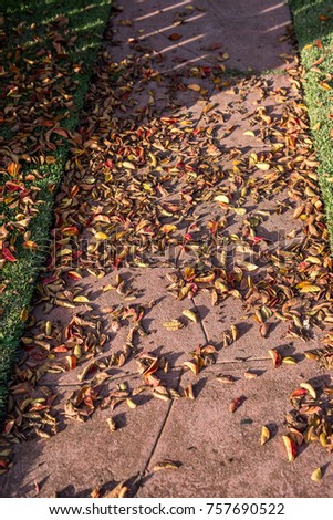 Autumn Leaves on the path