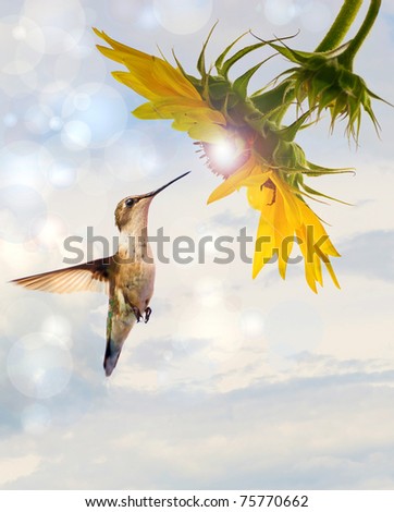 Ruby throated hummingbird, female,  in motion approaching a beautiful sunflower head  with a glowing sunshine like center with bokeh and copy space.
