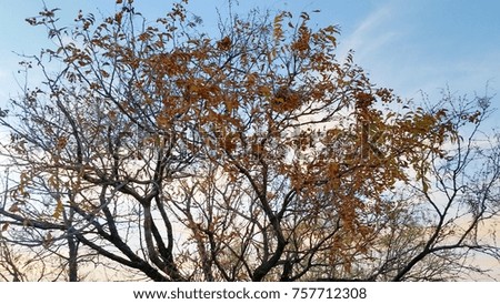 Autumn Leafs with blue sky
