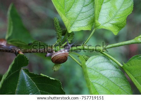 Snail creeps on the twig and leaves of the mulberry after rain.