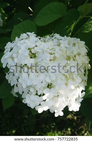 View of beautiful flower, close-up picture of Hydrangea