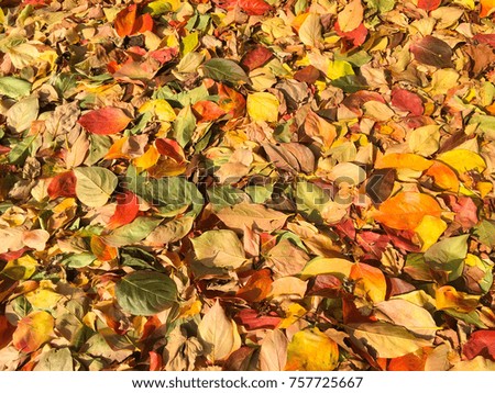 Carpet of autumn leaves in many colors