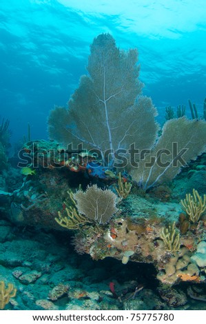 Sea Fan on a reef ledge, picture taken in south east Florida.