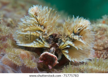 Christmas Tree Worm in a current, picture taken in south east Florida.