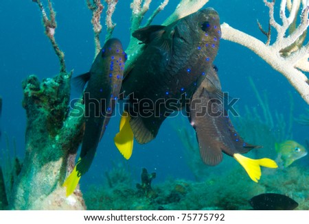 Yellowtail Damselfish on a reef, picture taken in south east Florida.