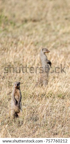Mongoose Standing Up